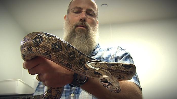Dickinson researchers debunk long-held belief about the way boa constrictors kill. Their findings are published in the Journal of Experimental Biology.