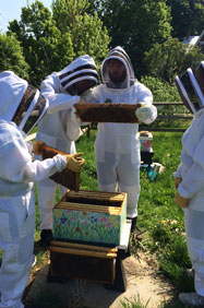 students working at the bee hive