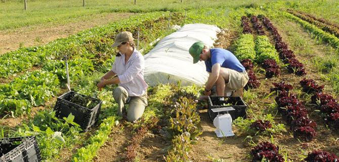 Jenn Halpin, Farm Director, and a student farmer harvest salad mix.