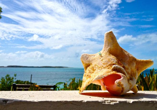 Seashell on a beach in South Caicos.