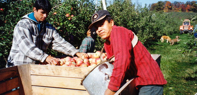 Mexican migrant workers working in an apple orchard.