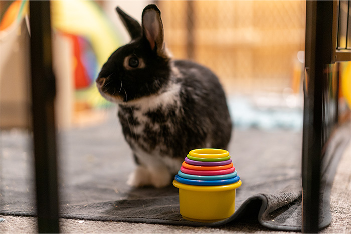 Wellness center 20231205 loh 090 700x467 therapybunnygallery