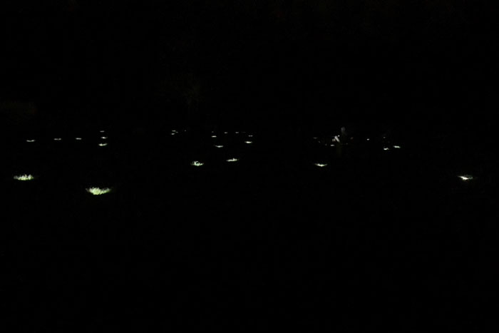 gravesites lit up