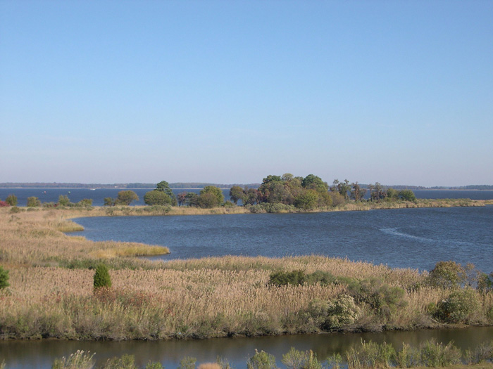 Chesapeake Bay tidal wetlands.
