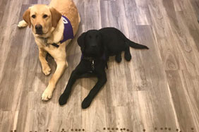 Dogs from the dog house