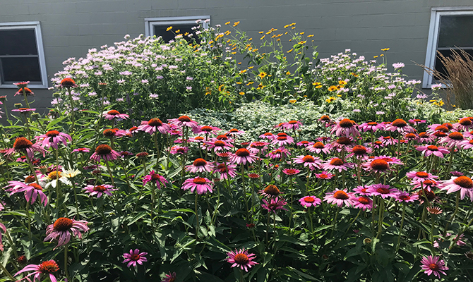 Pollinator Garden 