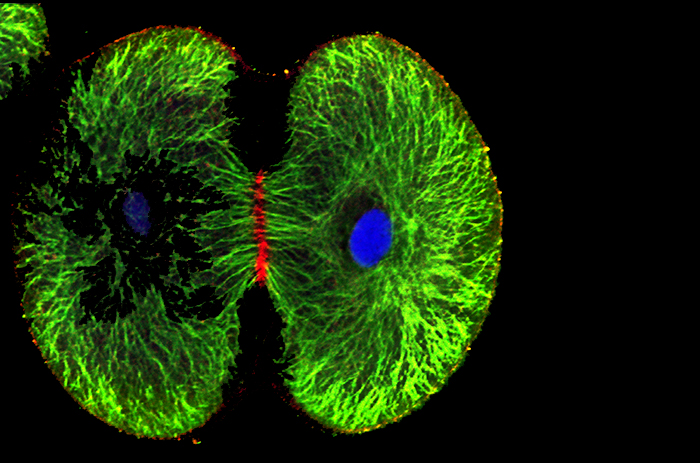 Photo of dividing sea-urchin-embryo cells by John Henson