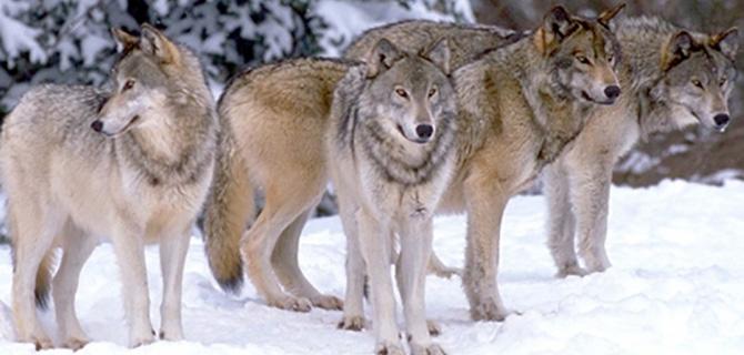 Wolfpack