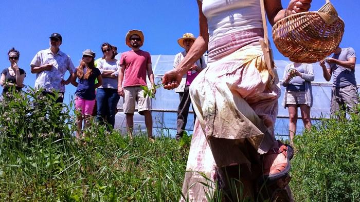 Wild edibles at the college farm