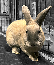 Bunbun bw 225x270 wellnessbunnies