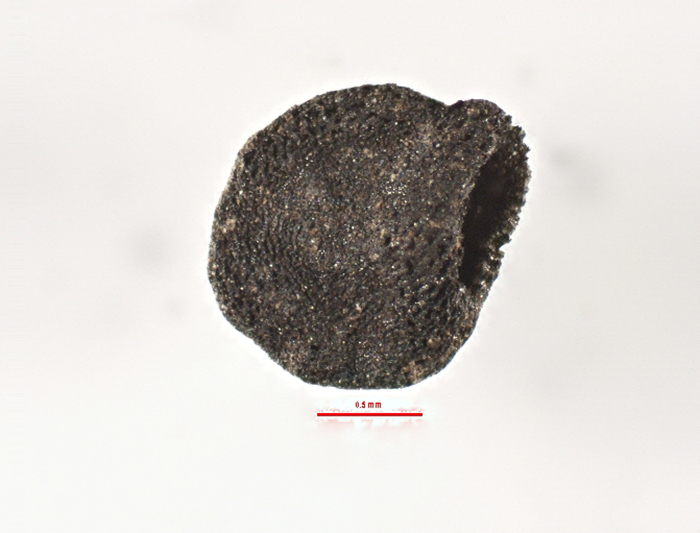 Carbonized Capsicum sp. seed from Charazani, Bolivia (photo by Ben West '14)