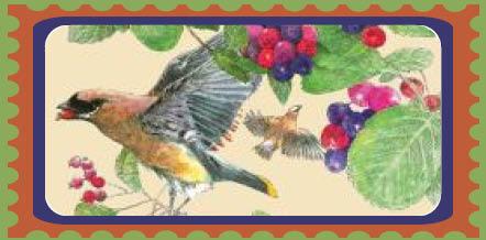 Community Read 2026: The Serviceberry by Robin Wall Kimmerer