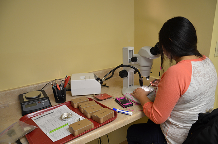 Julia McMahon ’16 using a microscope to look at seeds in DEAL