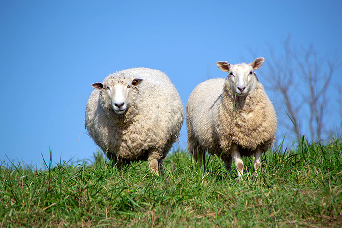 Farm sheep 