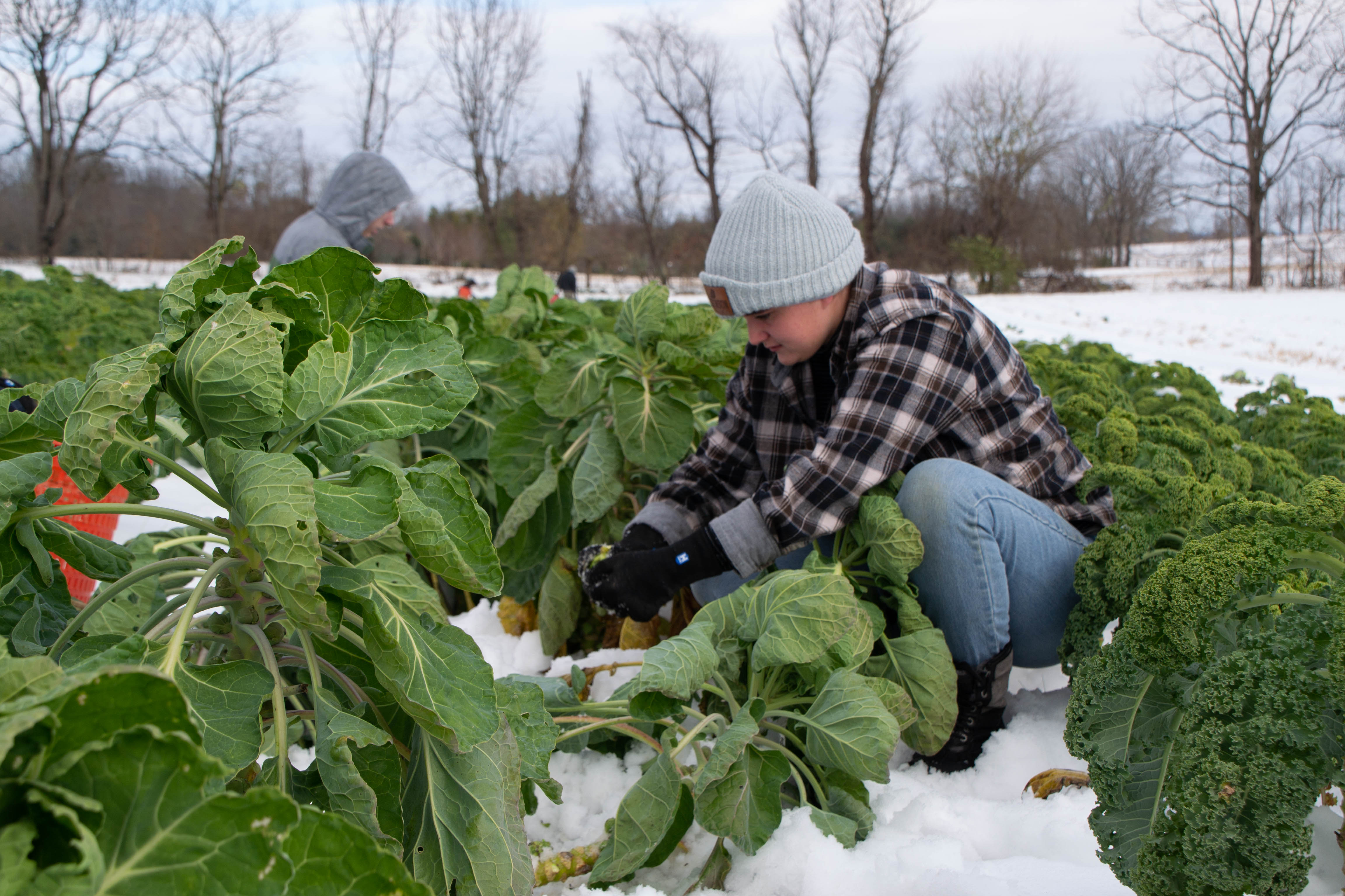 Student picking Brussels sprouts 