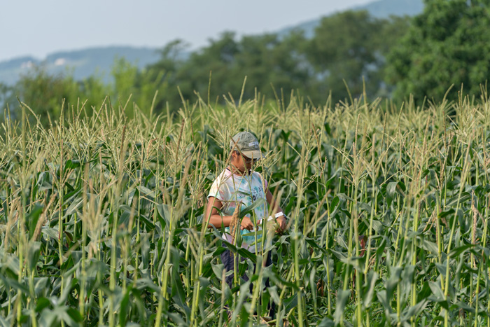 woman in cornfield