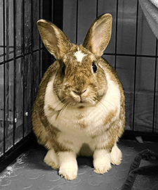Dixie bw 225x270 wellnessbunnies