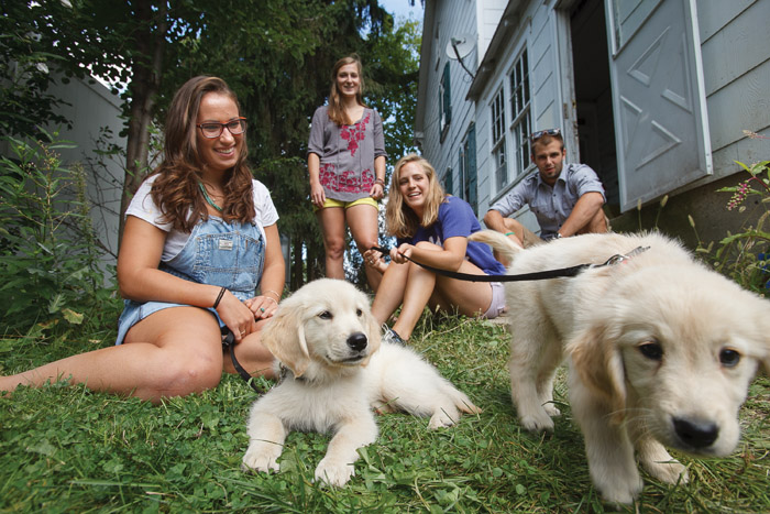 Dog House puppies on the lawn