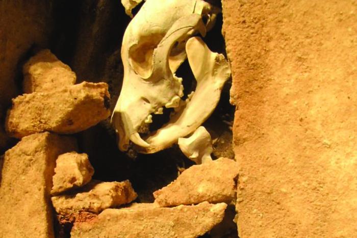 Photo detail of a piece of mixed-media art depicting an animal skull and rocks.