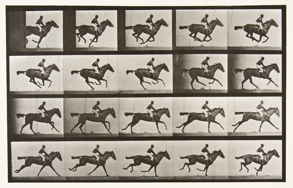 Senior Art History Seminar Exhibition: Eadward Muybridge