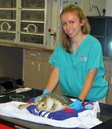 Elizabeth Austin '14 holds a Kemp's ridley sea turtle for a health examination.