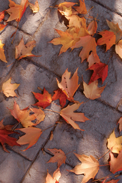 Fall leaves on Dickinson Walk
