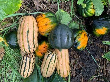 Down on the Farm | CSA and Farmers on the Square