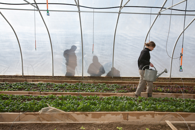 greenhouse