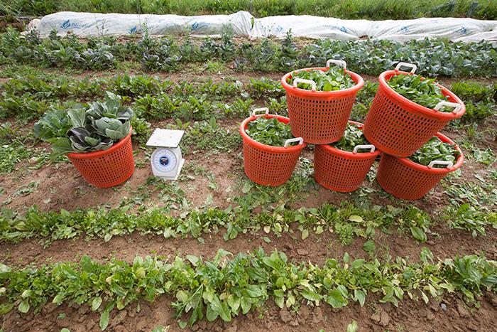 Photo depicting vegetables harvested at the Dickinson College Farm.