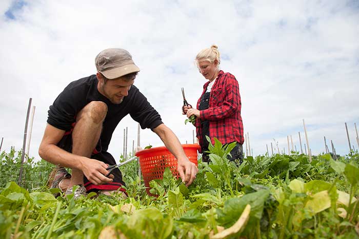 College Farm interns. Photo by Carl Socolow 77.