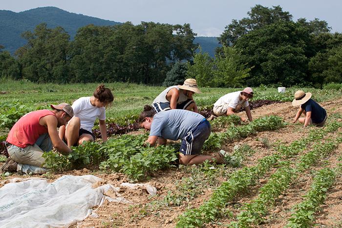 Dickinson College Organic Farm