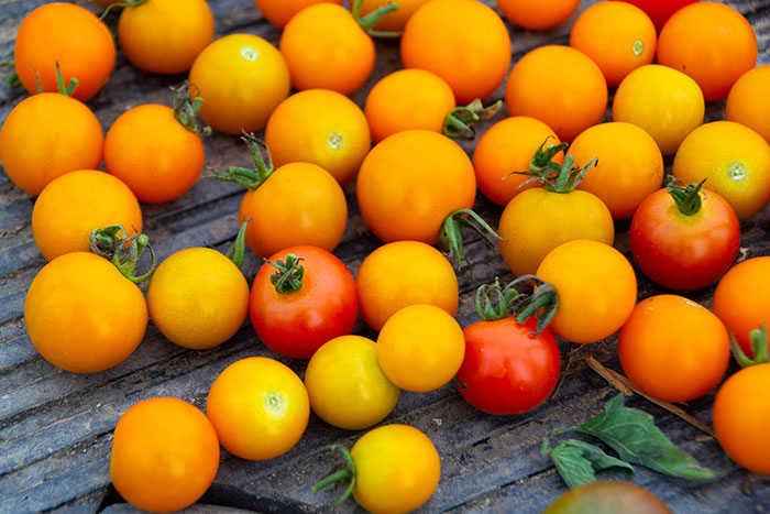 Tomatoes from the Farm 