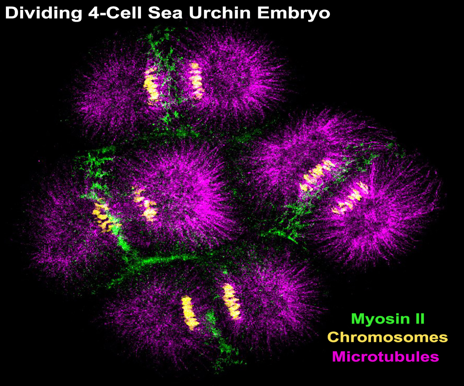A micrograph of sea urchin embryos
