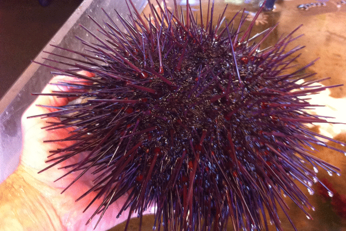 urchin