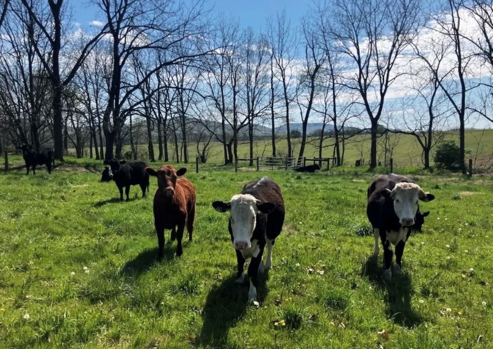 An image of cows at the Dickinson College Farm.