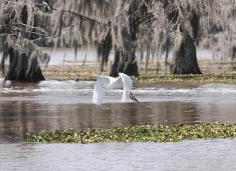 Louisiana