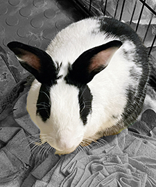Meet the Bunnies!