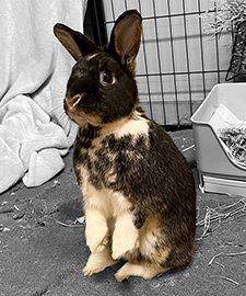 Otto bw 225x270 wellnessbunnies 1