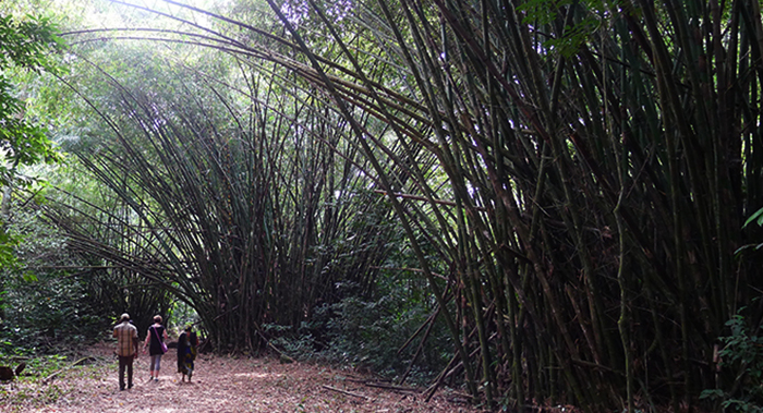 Cameroon photo by Ed Webb/ CC BY