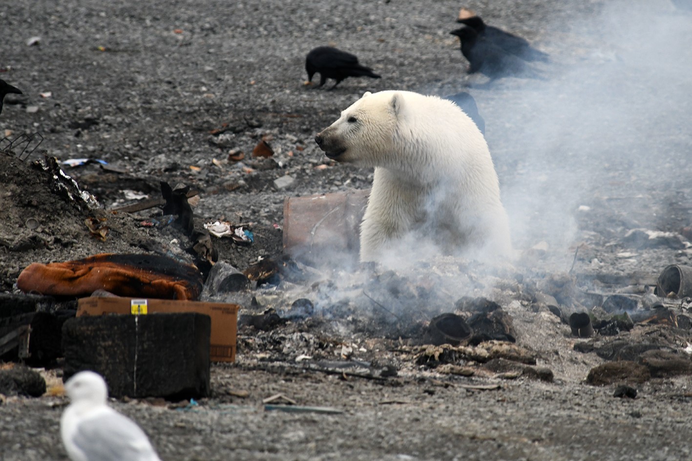 Ellesmere Island 2019 polar bear 