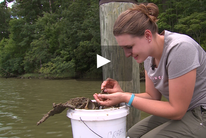 Caroline Kanaskie '17, an intern at the Smithsonian Environmental Research Center