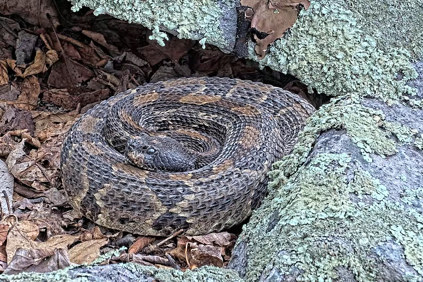 A timber rattlesnake lays in a coil next to a rock on a bed of fallen leaves.