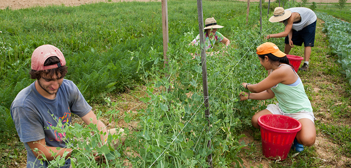 Students harvesting produce at the Dickinson College Organic Farm 