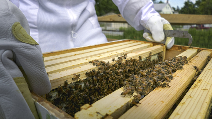 Dickinson College will collaborate with a number of institutions to understand the issues facing pollinators in the U.S. and how we can help provide solutions to their dwindling populations.
