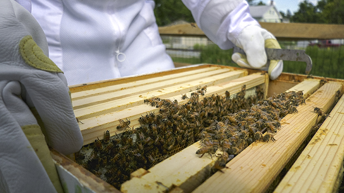 Beekeepers Club — Students — Penn State College of Agricultural