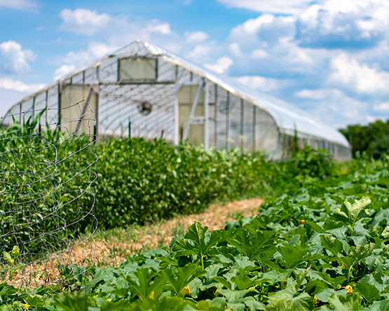 Dining Sustainably