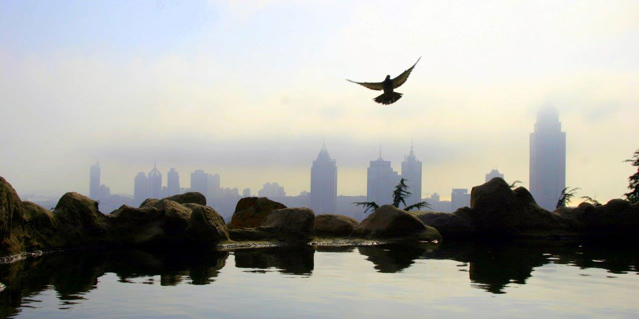 Beijing skyline from the water with a bird flying in the foreground.