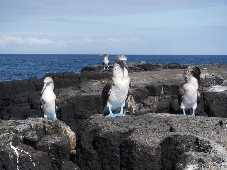 three blue footed boobies in the Galapagos Islands 