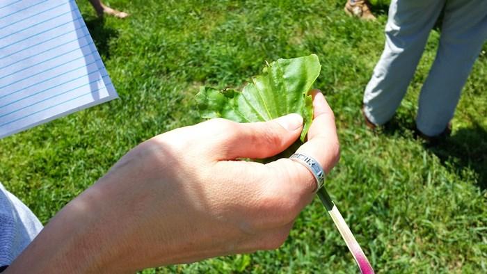 broadleaf plantain