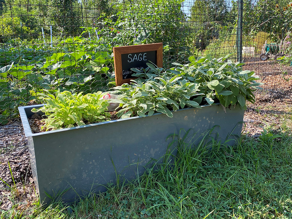 Sage at the Dickinson Community Garden